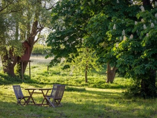 Bloeituin - Beste bloemen voor potten en bakken
