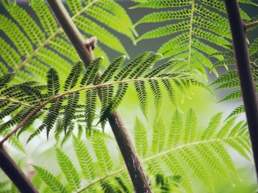 Bloeituin - Zelf zaadjes bewaren van je tuinplanten