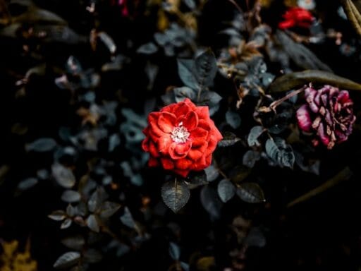 Bloeituin - Hoe repareer je een scheve schutting?