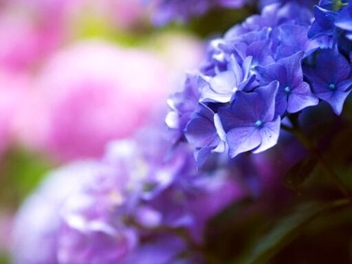 Bloeituin - Planten voor een kleurrijke wintertuin kiezen