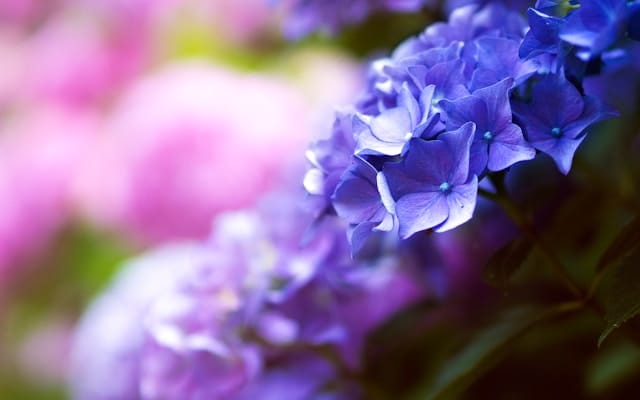 Bloeituin - Eetbare bloemen die je tuin opfleuren