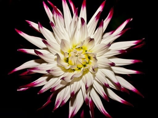 Bloeituin - Hoe zorg je voor een lente-ontploffing aan kleur?