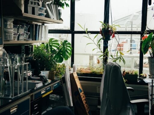 Bloeituin - Hoe maak je een tuin zonder gras?