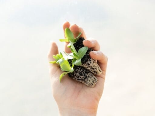 Bloeituin - Hoe maak je een tuin die dieren aantrekt?