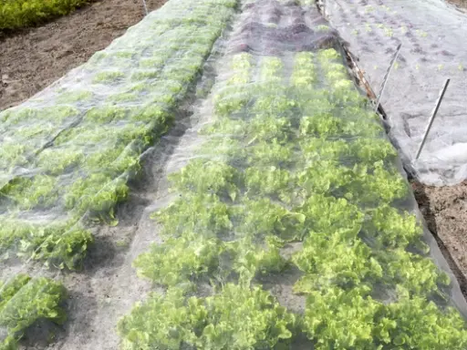 Bloeituin - Waarom en hoe moet je je moestuin afdekken