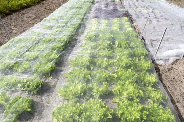 Bloeituin - Waarom en hoe moet je je moestuin afdekken