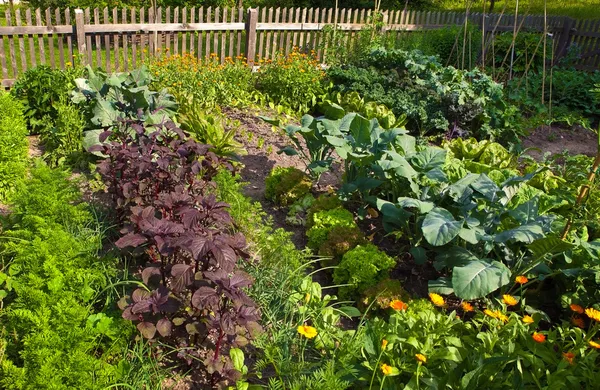 moestuin
