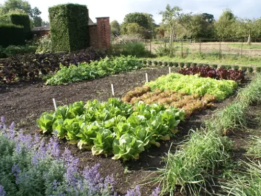 Bloeituin - Tips voor de inrichting van je moestuin