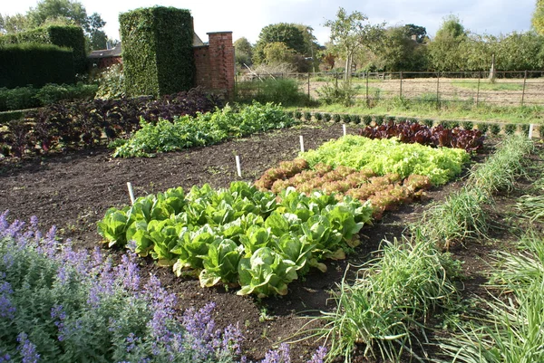 Bloeituin - Tips voor de inrichting van je moestuin